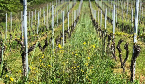 62A66858-3936-496D-9347-BE1E1553C369