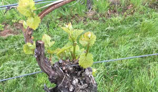Weinberg_JS_054