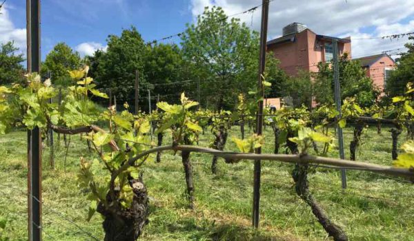Weinberg_JS_059